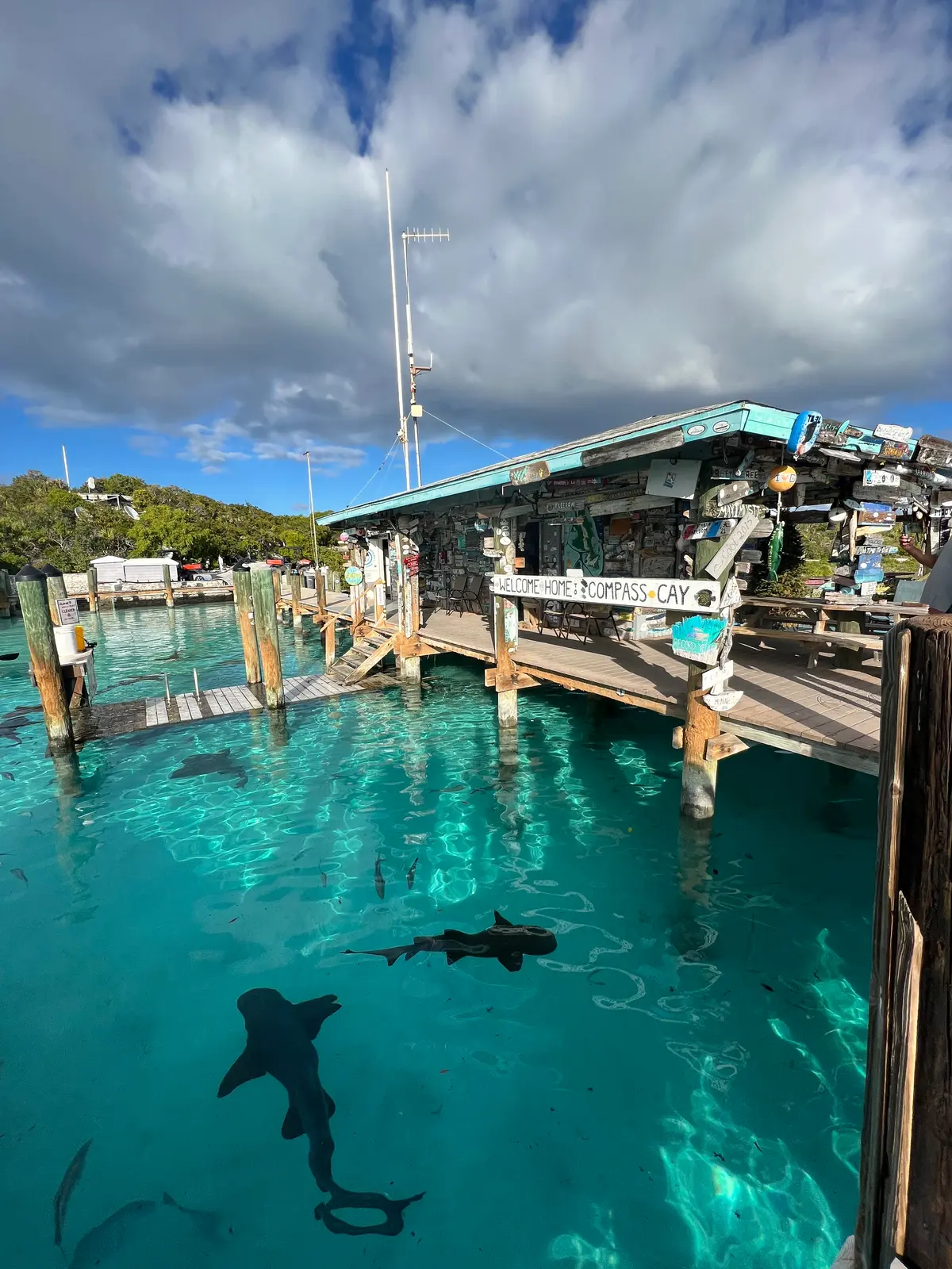 Nurse sharks under the dock at Compass Cay