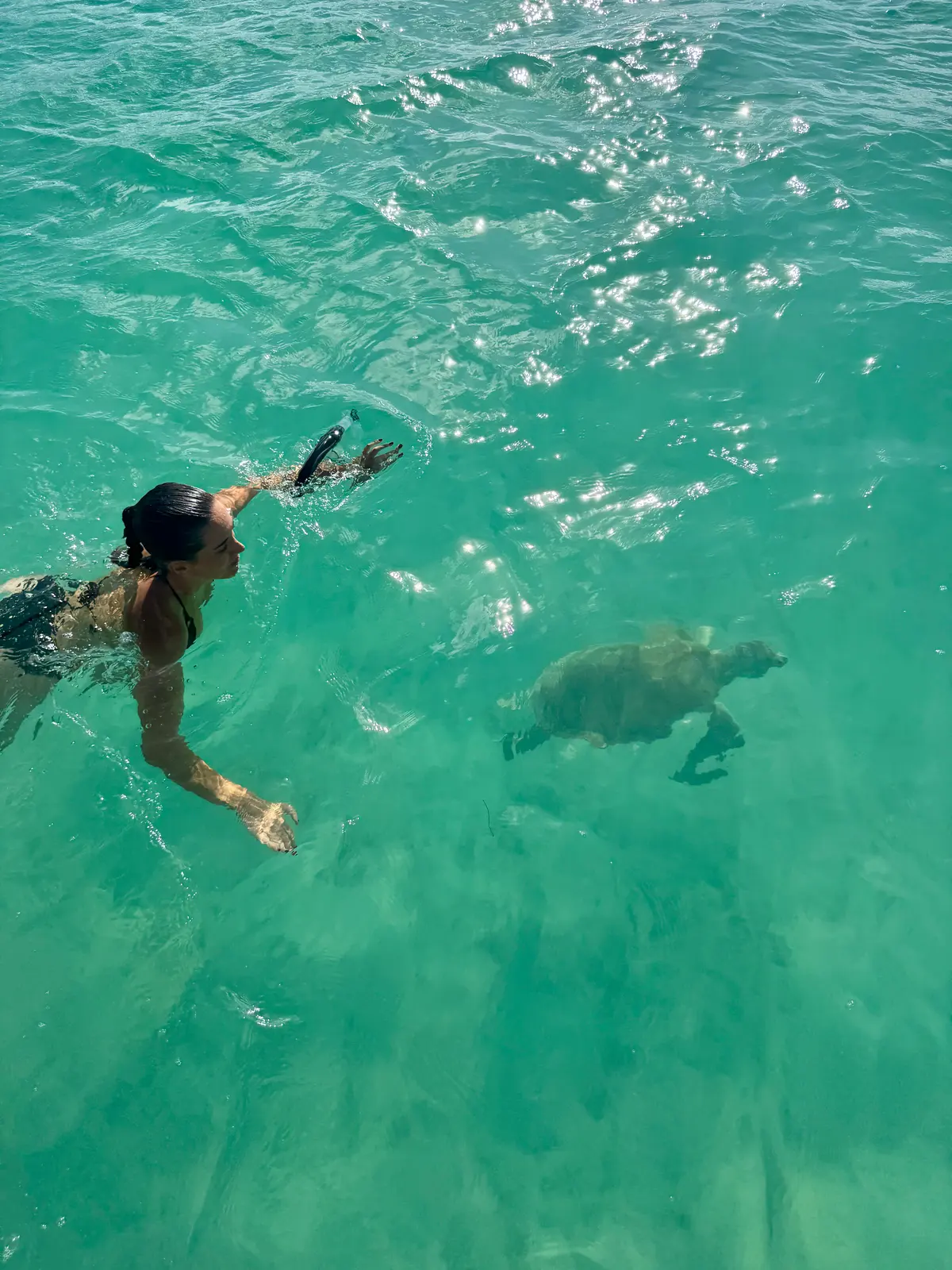 Ellie swimming with a turtle off Harbour Island