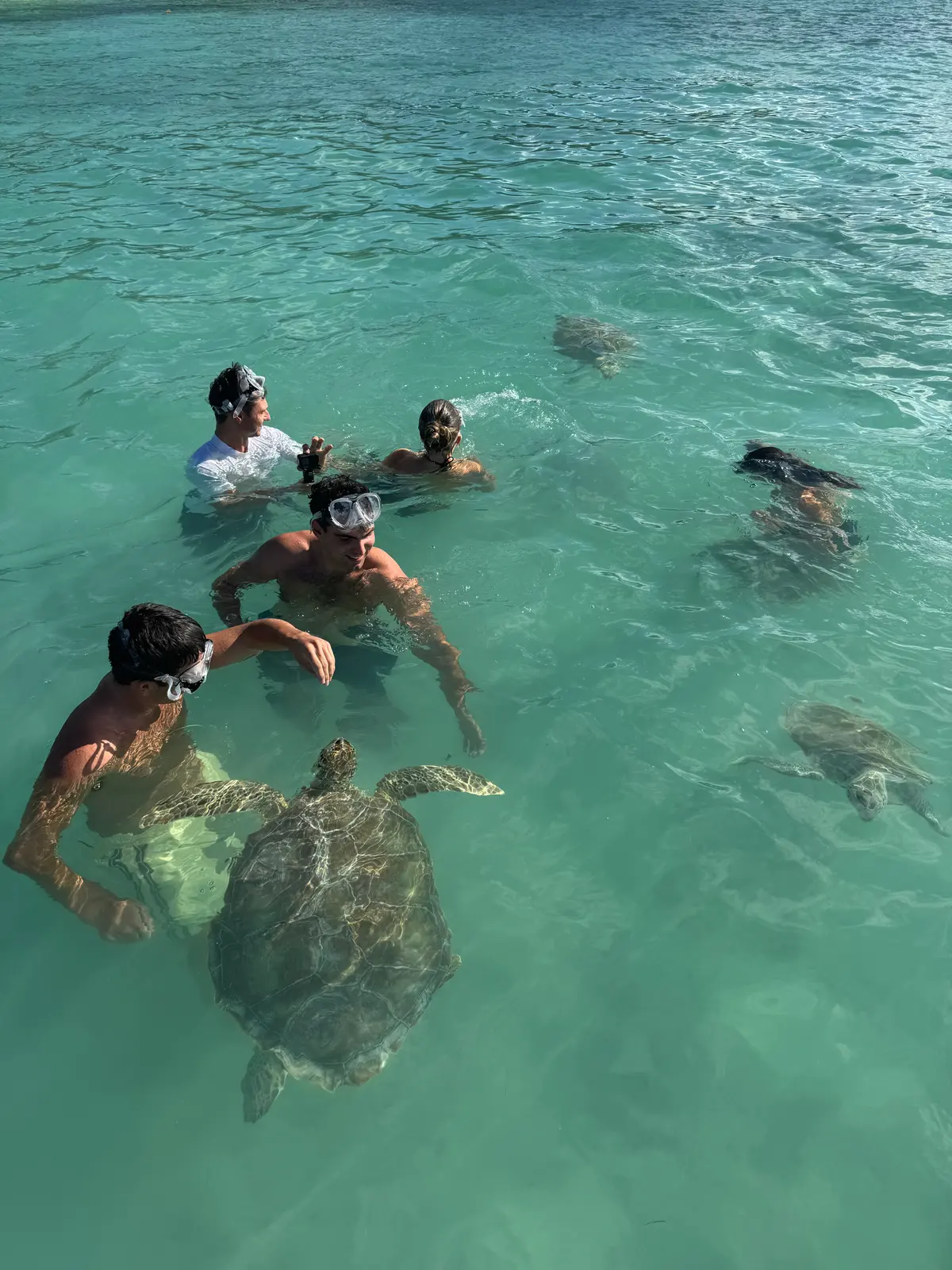 The group in the water with the turtles
